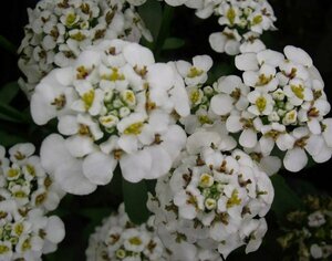 Iberis sempervirens 'Masterpiece' C1.5