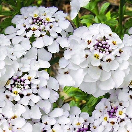 Iberis sempervirens 'Masterpiece' C1.5 - afbeelding 2