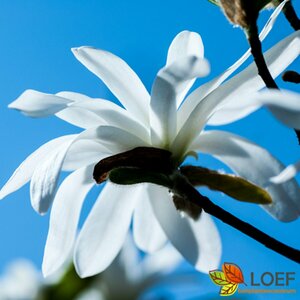Magnolia stellata 80/100 C.