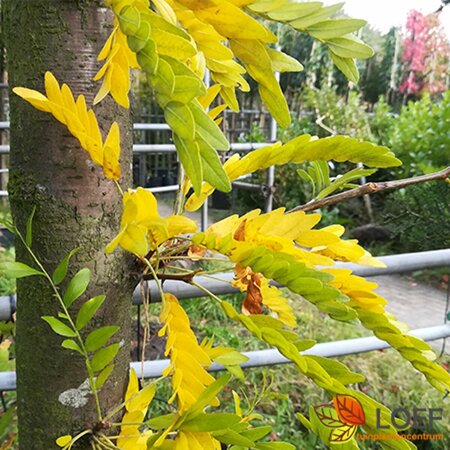 Gleditsia triacanthos 'Sunburst' 12-14 C. HO. - afbeelding 1
