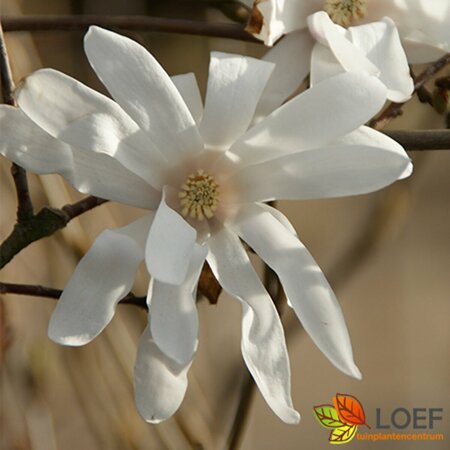 Magnolia stellata 'Royal Star' - afbeelding 1