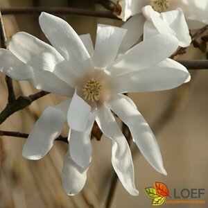 Magnolia stellata 'Royal Star' 200/225 C.