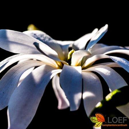 Magnolia stellata 'Royal Star' - afbeelding 2