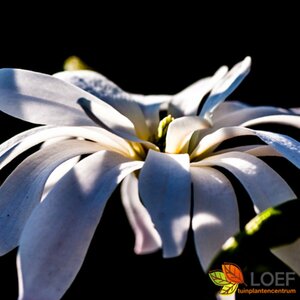 Magnolia stellata 'Royal Star' - afbeelding 2