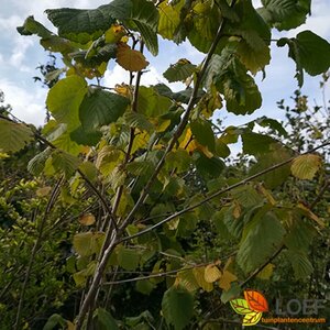 Corylus avellana 20-25 C. HO.