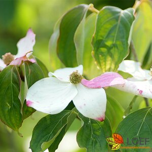 Cornus kousa 'China Girl' 125/150 C.