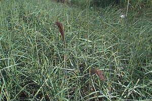 Miscanthus sinensis 'Malepartus' C2