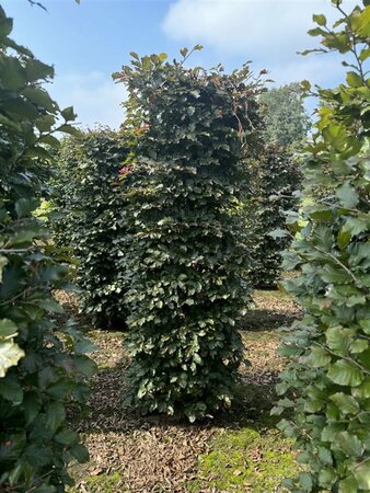 Fagus sylvatica 'Atropunicea' 12-14 C. Geveerd - afbeelding 2