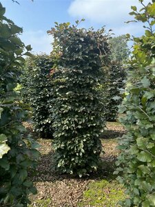 Fagus sylvatica 'Atropunicea' 12-14 C. Geveerd - afbeelding 2