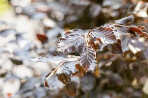 Fagus sylvatica 'Atropunicea' 12-14 C. Geveerd