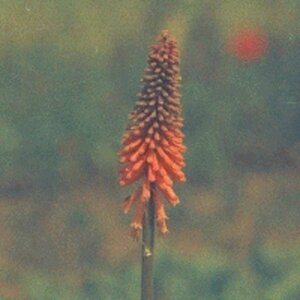 Kniphofia 'Alcazar' P11