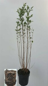 Ligustrum ovalifolium 80/100 C. - afbeelding 6