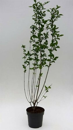 Ligustrum ovalifolium 80/100 C. - afbeelding 11