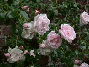Rosa (K) 'New Dawn' 60/80 C.