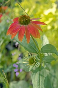 Echinacea purpurea 'Lakota Red' P9