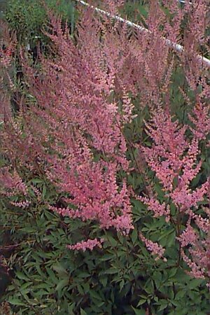 Astilbe arendsii 'Erika' P9 - afbeelding 1