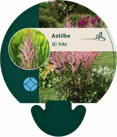 Astilbe arendsii 'Erika' P9 - afbeelding 2