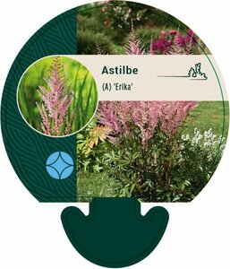 Astilbe arendsii 'Erika' P9 - afbeelding 2