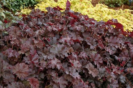 Heuchera 'Chocolate Ruffles' P9 - afbeelding 4