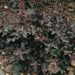 Heuchera 'Chocolate Ruffles' P9 - afbeelding 5