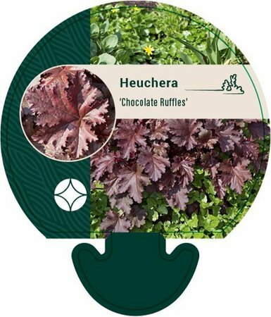 Heuchera 'Chocolate Ruffles' P9