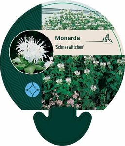 Monarda 'Schneewittchen' P9 - afbeelding 4