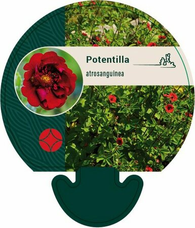 Potentilla atrosanguinea P9 - afbeelding 1