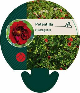 Potentilla atrosanguinea P9