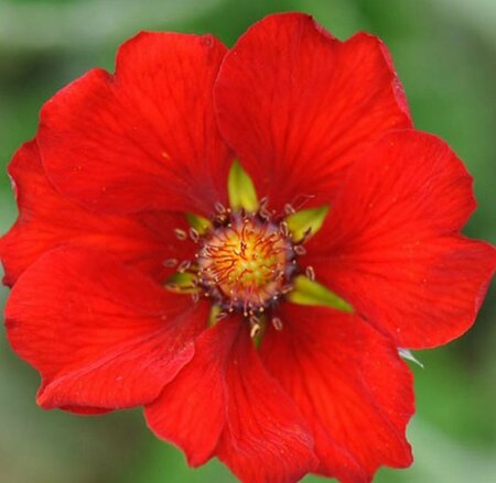 Potentilla atrosanguinea P9 - afbeelding 3