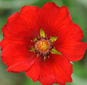 Potentilla atrosanguinea P9 - afbeelding 3