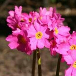 Primula rosea 'Grandiflora' P9