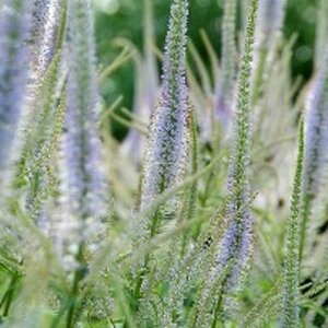 Veronicastrum virginicum P9