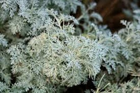 Artemisia 'Powis Castle' C2 - afbeelding 5
