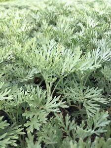 Artemisia 'Powis Castle' C2 - afbeelding 8