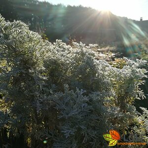 Artemisia 'Powis Castle' C2