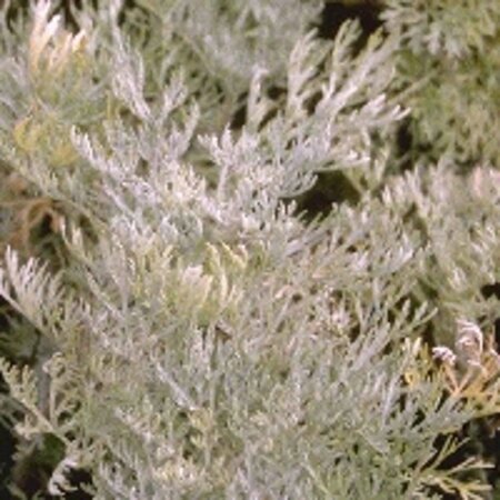 Artemisia 'Powis Castle' C2 - afbeelding 7
