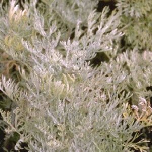 Artemisia 'Powis Castle' C2 - afbeelding 7