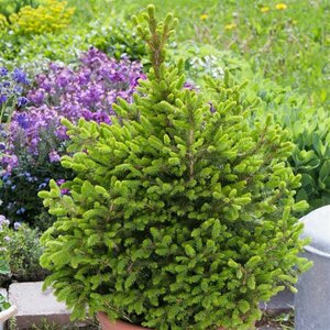 Choisya ternata 'Sundance' 30/40 C.