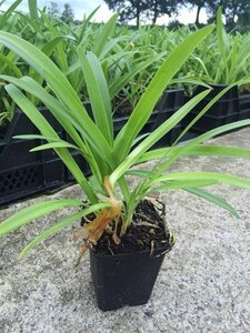 Agapanthus africanus P9