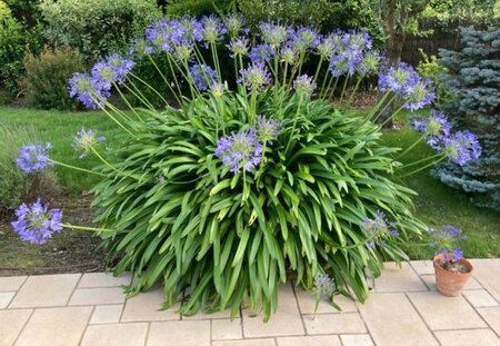 Agapanthus africanus P9 - afbeelding 6
