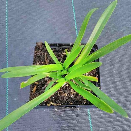 Agapanthus africanus P9 - afbeelding 7