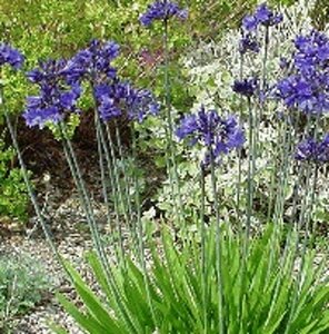 Agapanthus africanus P9 - afbeelding 4