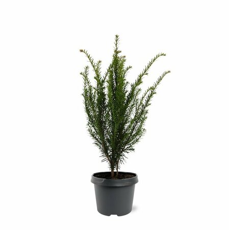 Taxus baccata 60/80 C. - afbeelding 11