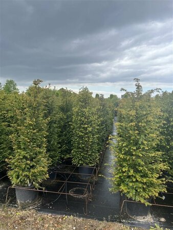 Taxus baccata - afbeelding 2