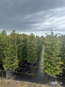 Taxus baccata - afbeelding 2