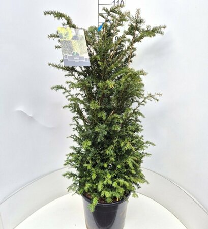 Taxus baccata 60/80 C. - afbeelding 2
