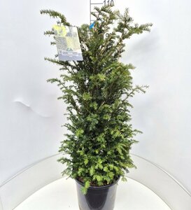 Taxus baccata 60/80 C. - afbeelding 2