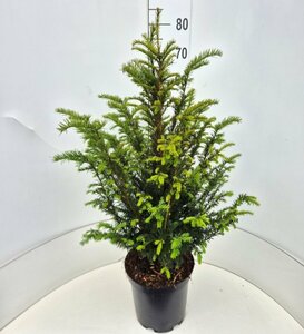 Taxus baccata 60/80 C. - afbeelding 25