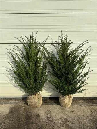 Taxus baccata - afbeelding 9