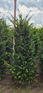 Taxus baccata - afbeelding 15